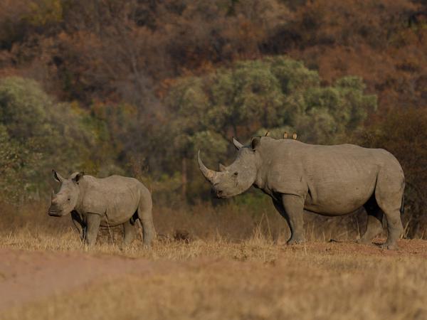 Witte neushoorn (Ceratotherium simum)